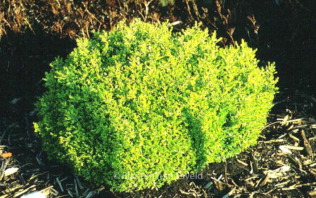 Buxus microphylla ‘Herrenhausen’