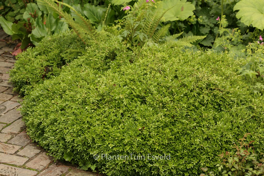 Buxus microphylla ‘Rococo’