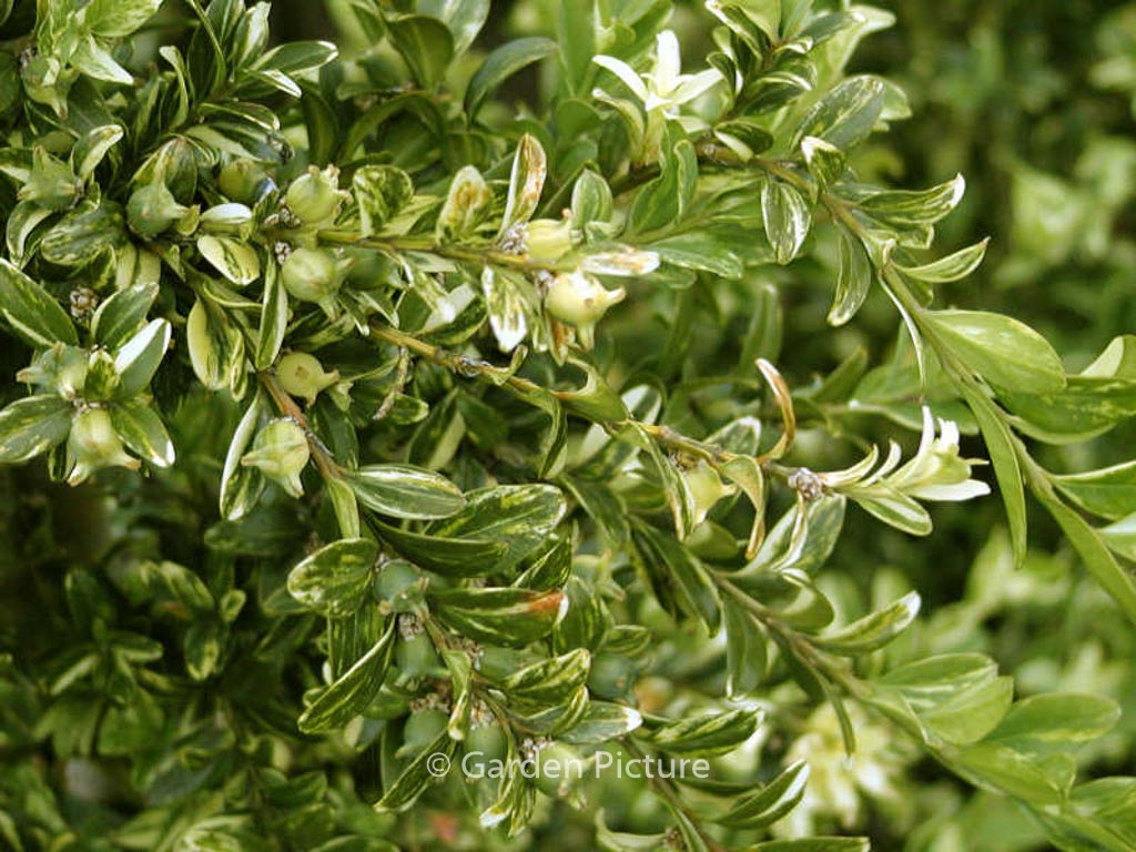 Buxus sempervirens ‘Aurea Pendula’