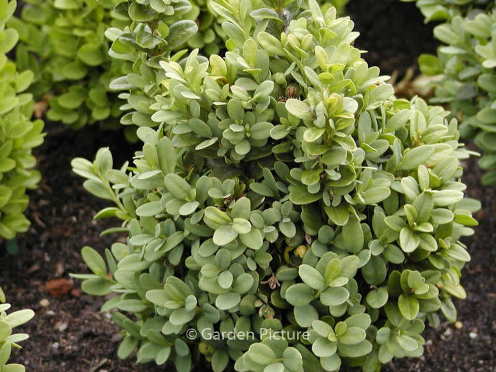 Buxus sempervirens ‘Blauer Heinz’