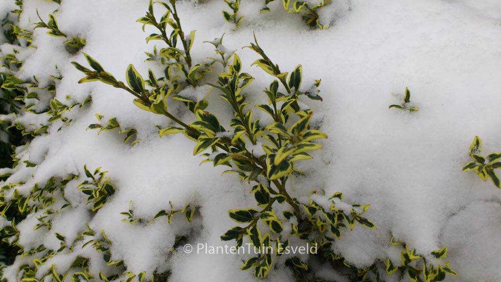 Buxus sempervirens ‘Elegans’