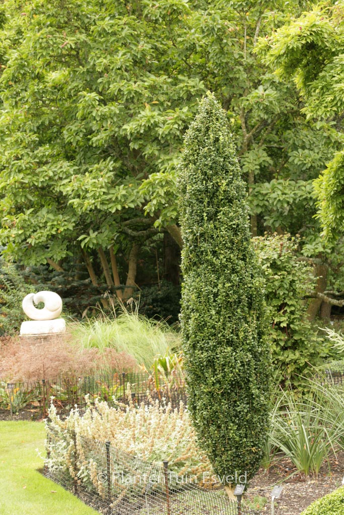 Buxus sempervirens ‘Graham Blandy’