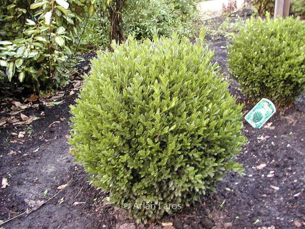 Buxus sempervirens ‘Green Balloon’