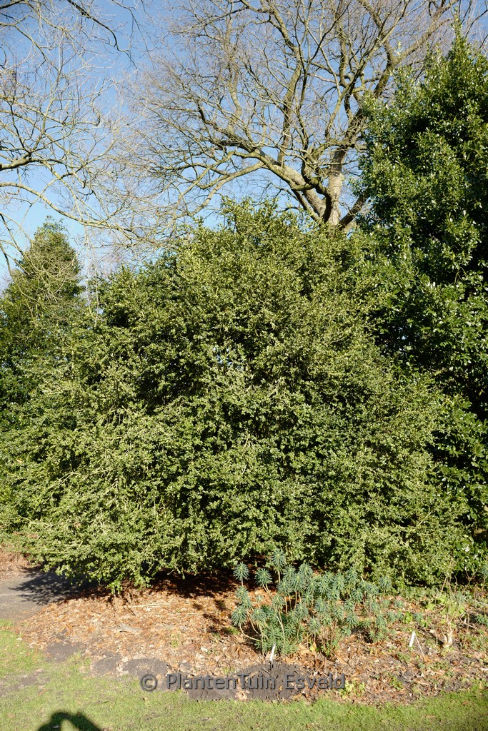 Buxus sempervirens ‘Rotundifolia’