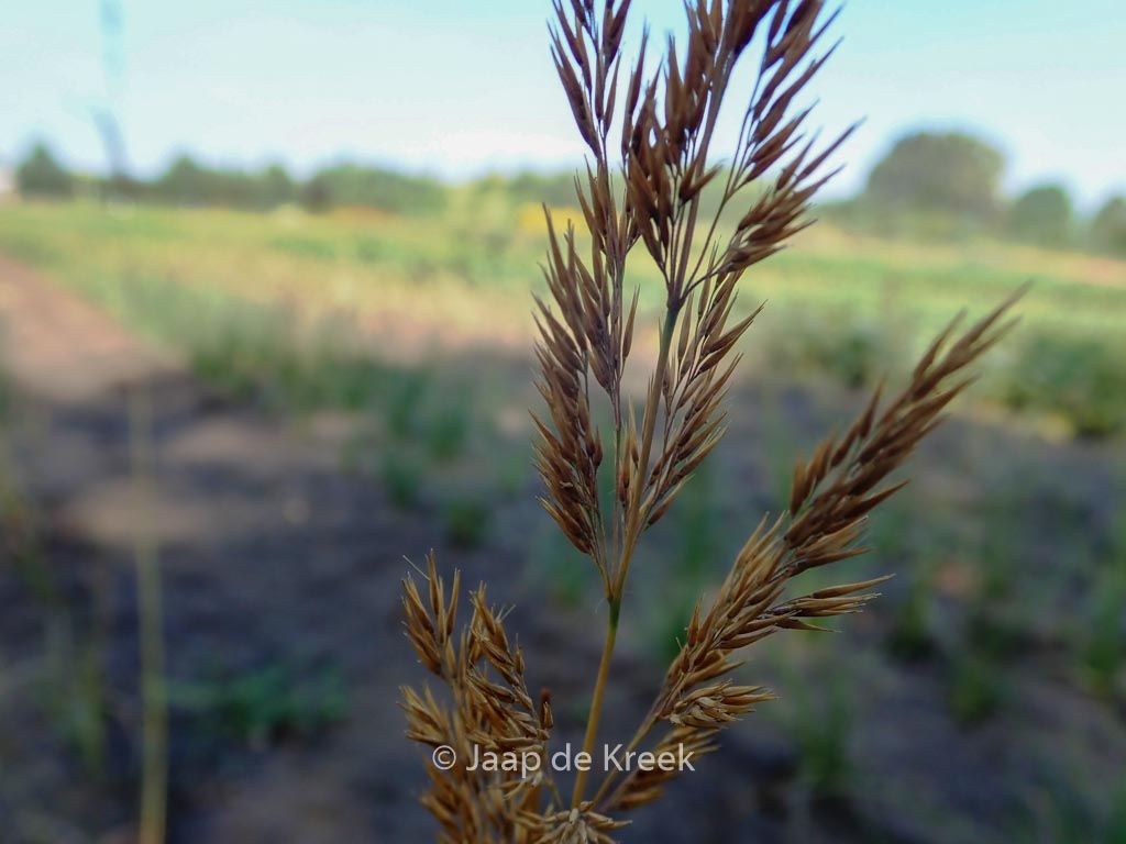 Calamagrostis acutiflora ‘Avalanche’