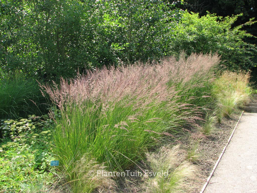 Calamagrostis acutiflora ‘Karl Foerster’