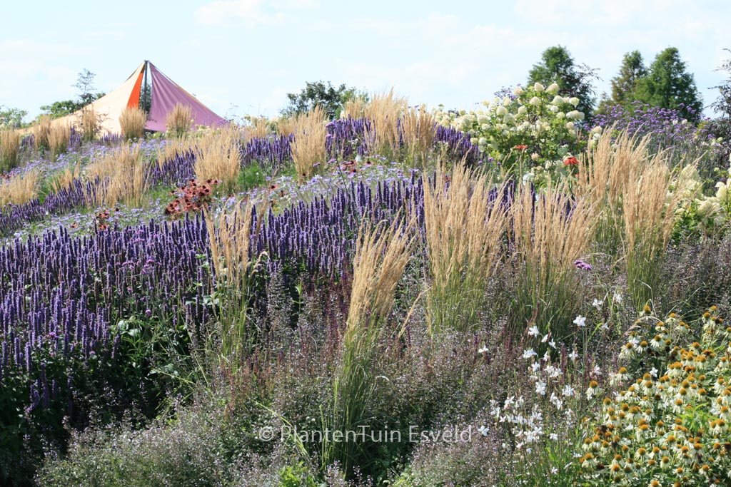 Calamagrostis acutiflora ‘Overdam’