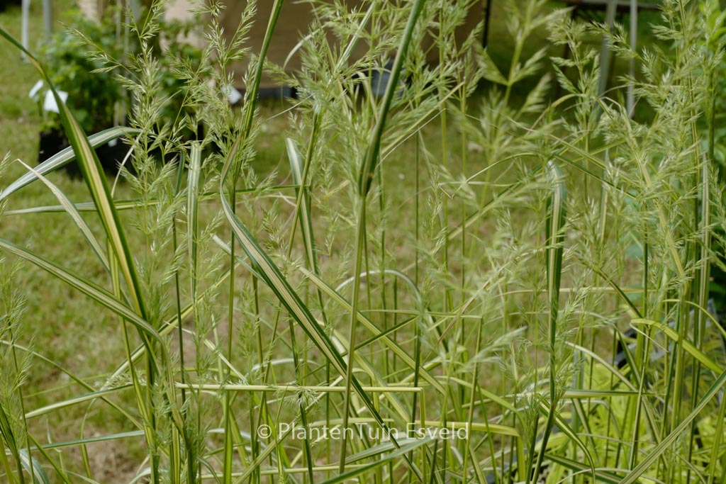 Calamagrostis acutifolia ‘Eldorado’