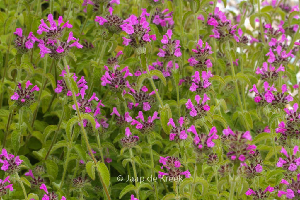 Calamintha grandiflora