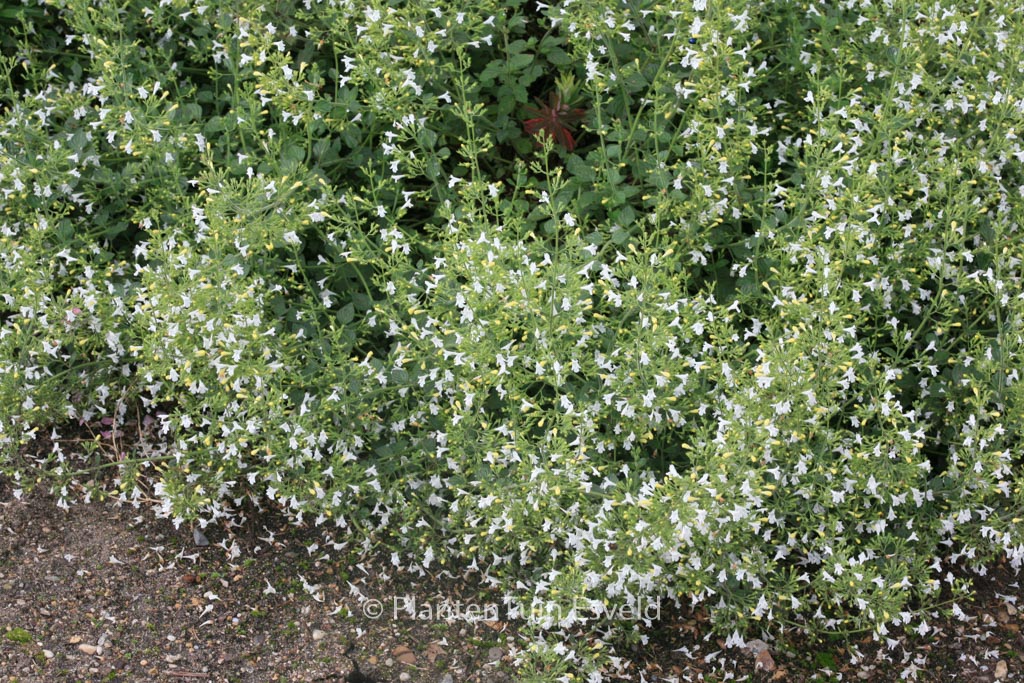 Calamintha nepeta ‘Weisser Riese’