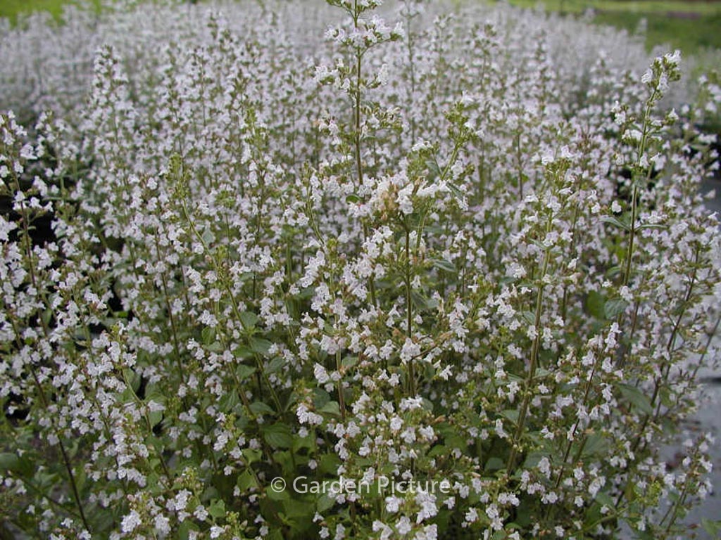 Calamintha nepeta ssp. nepeta