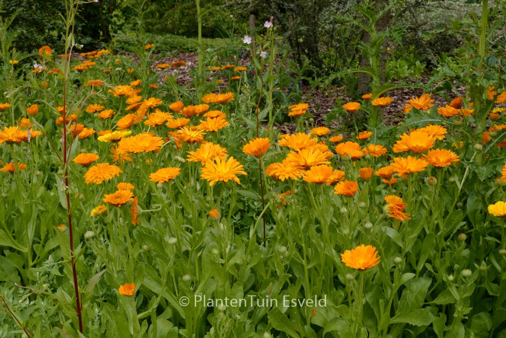 Calendula officinalis