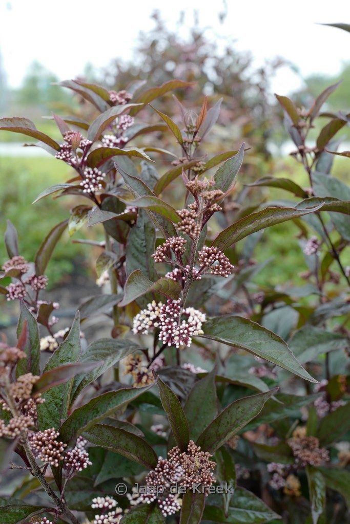 Callicarpa ‘Pearl Glam’