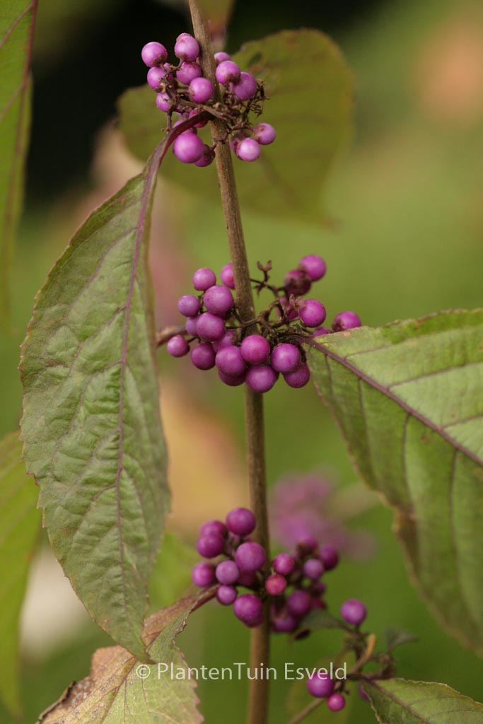 Callicarpa bodinieri ‘Imperial Pearl’