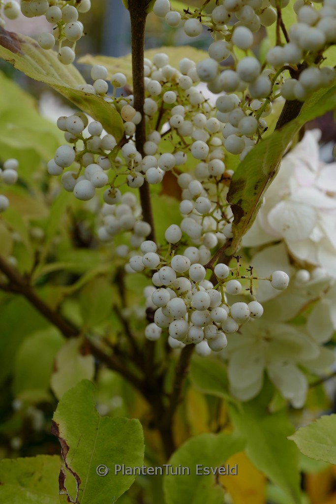 Callicarpa bodinieri ‘Magical Snow Queen’
