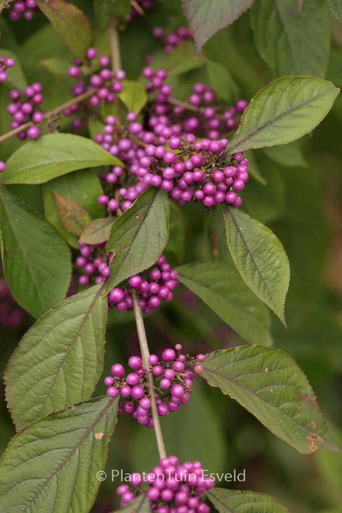 Callicarpa bodinieri ‘Profusion’
