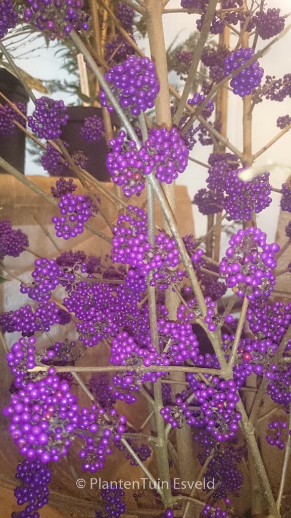 Callicarpa bodinieri ‘Violetta’