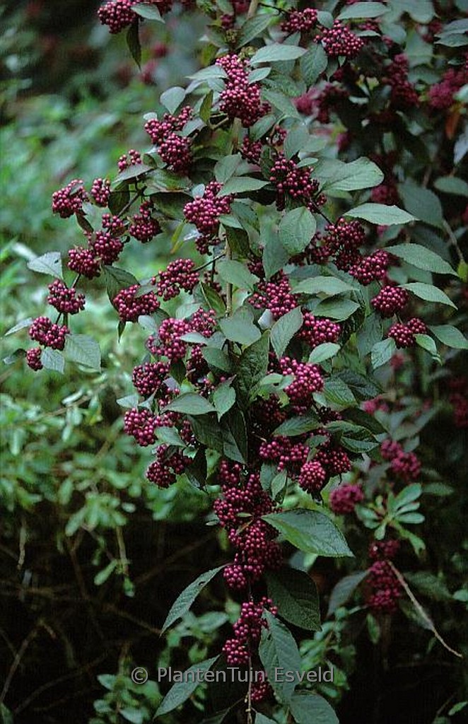 Callicarpa bodinieri giraldii