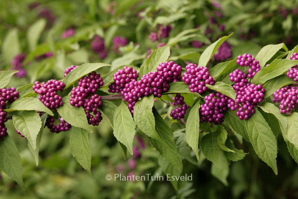 Callicarpa dichotoma ‘Issai’