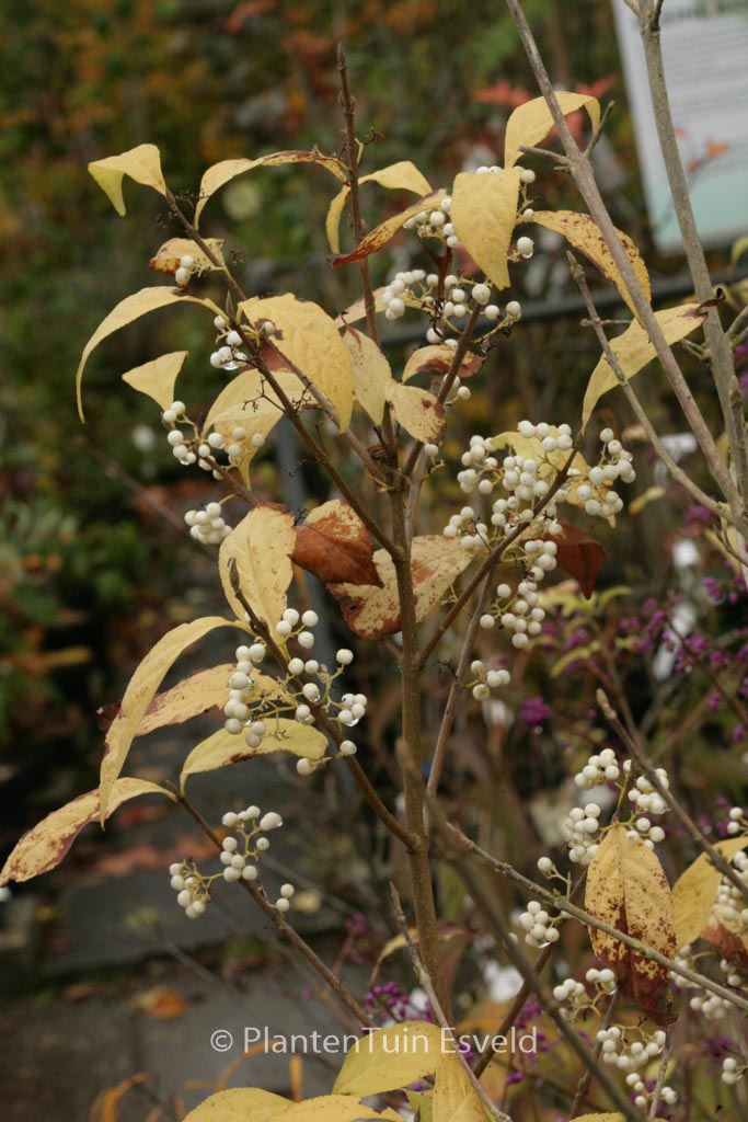 Callicarpa dichotoma f. albibacca