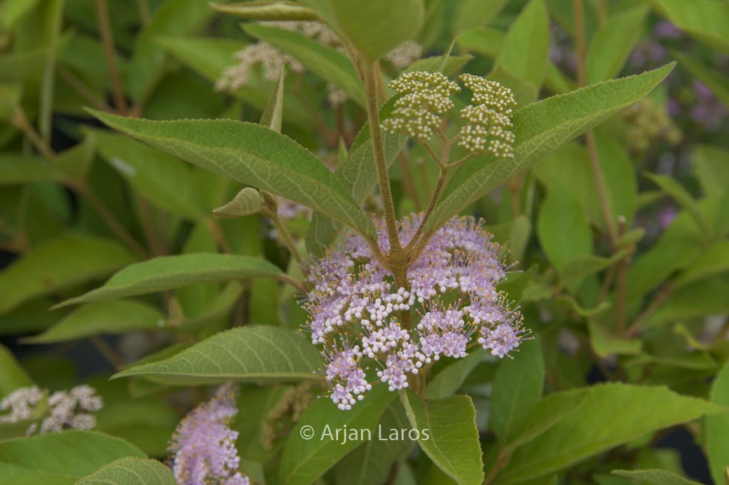 Callicarpa formosana