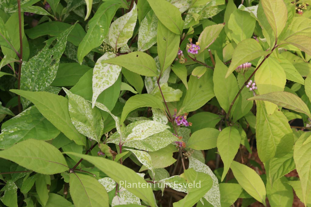Callicarpa japonica ‘Koshima no homate’