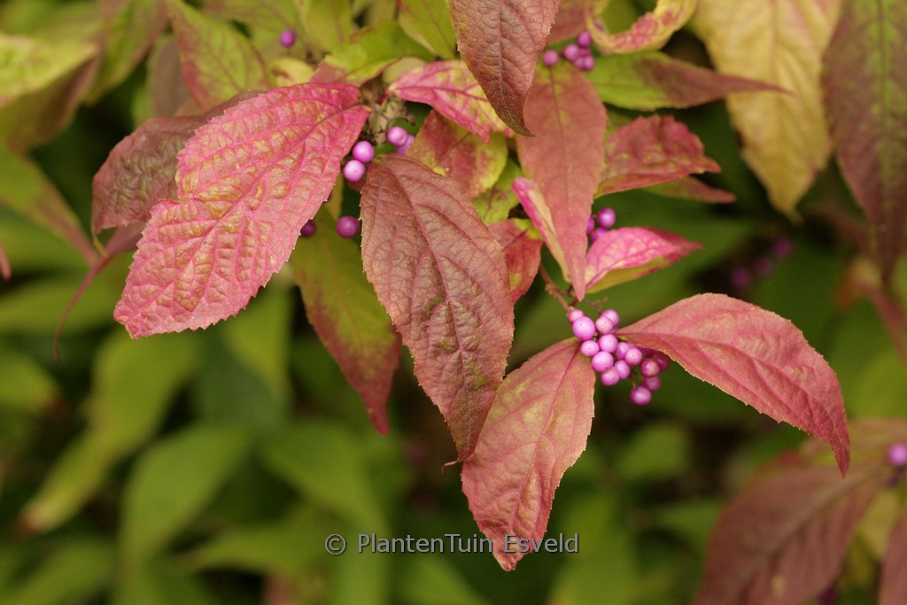 Callicarpa japonica var. luxurians