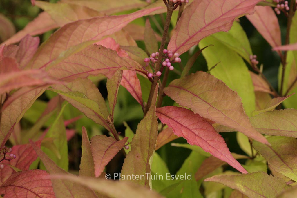 Callicarpa kwangtungensis