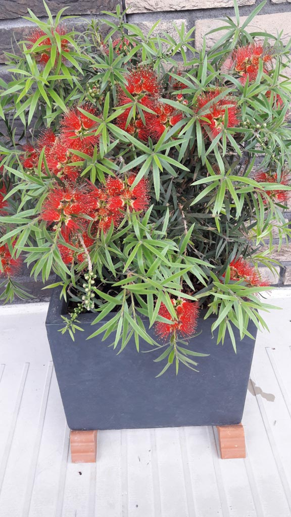 Callistemon masotti ‘Mini Red’