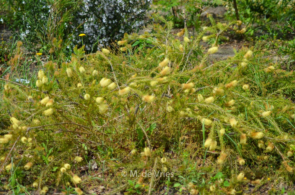 Callistemon pityoides
