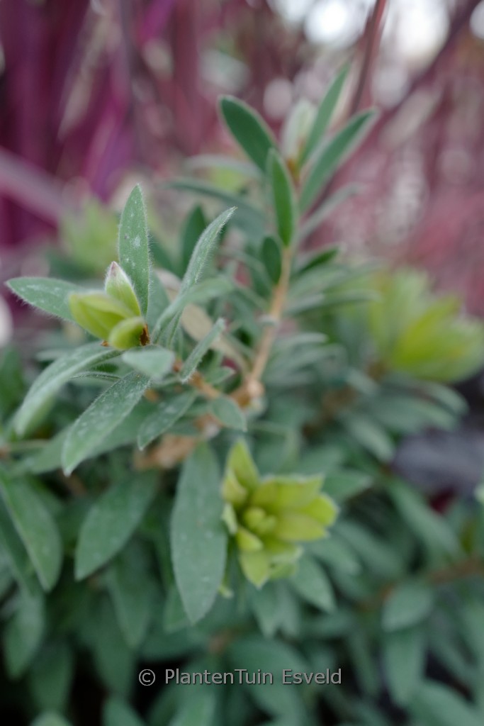 Callistemon vimininalis ‘LJ1’ (BETTER JOHN)