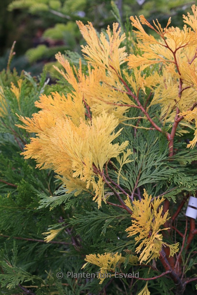 Calocedrus decurrens ‘Aureovariegata’