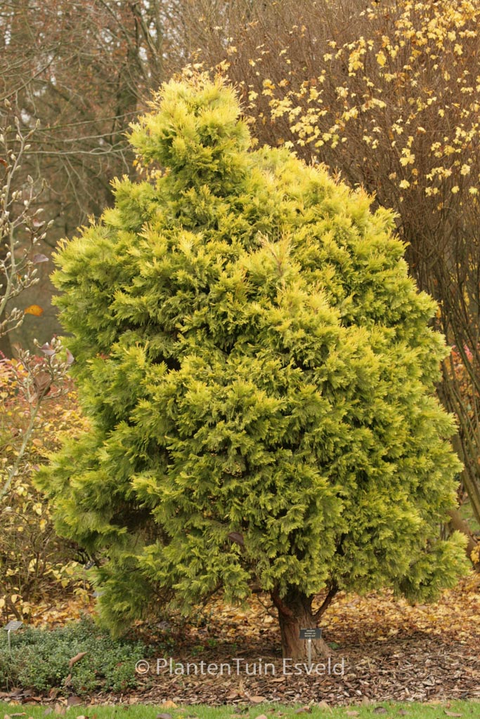 Calocedrus decurrens ‘Berrima Gold’