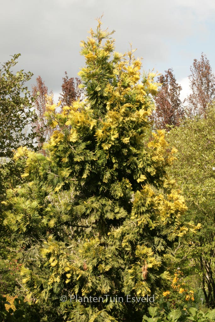 Calocedrus decurrens ‘Maupin Glow’