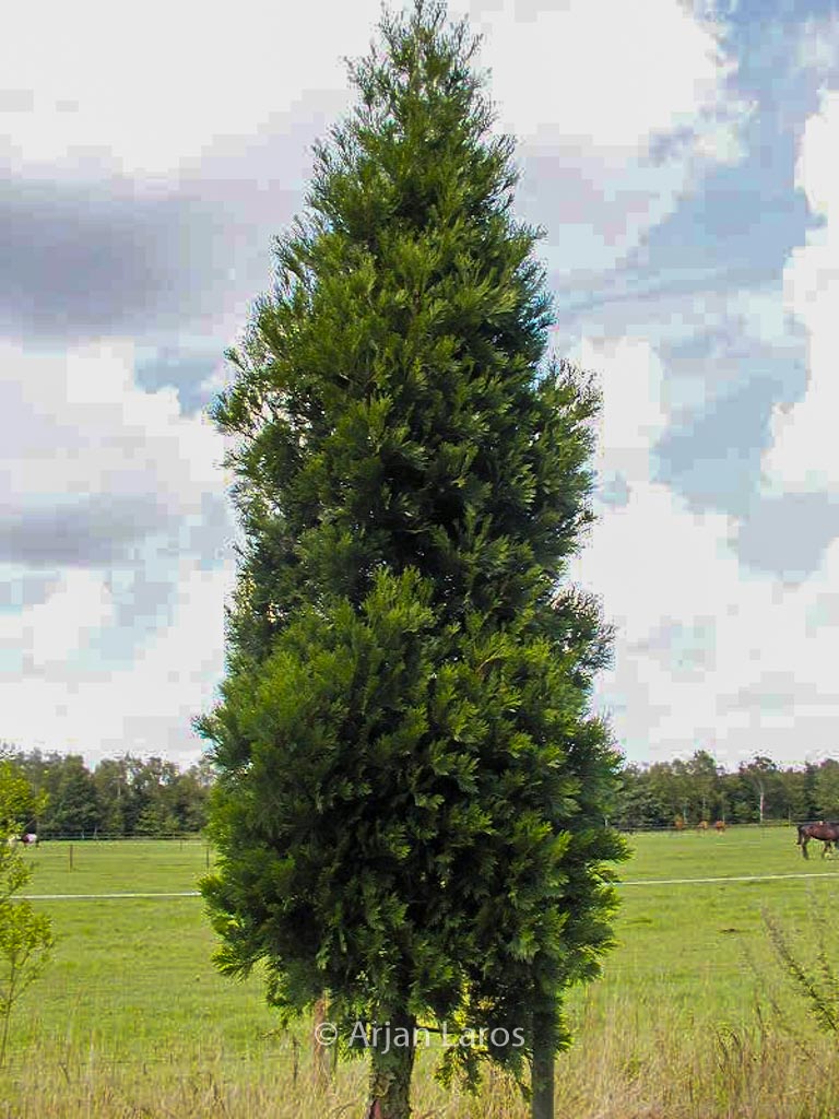 Calocedrus decurrens ‘Pillar’