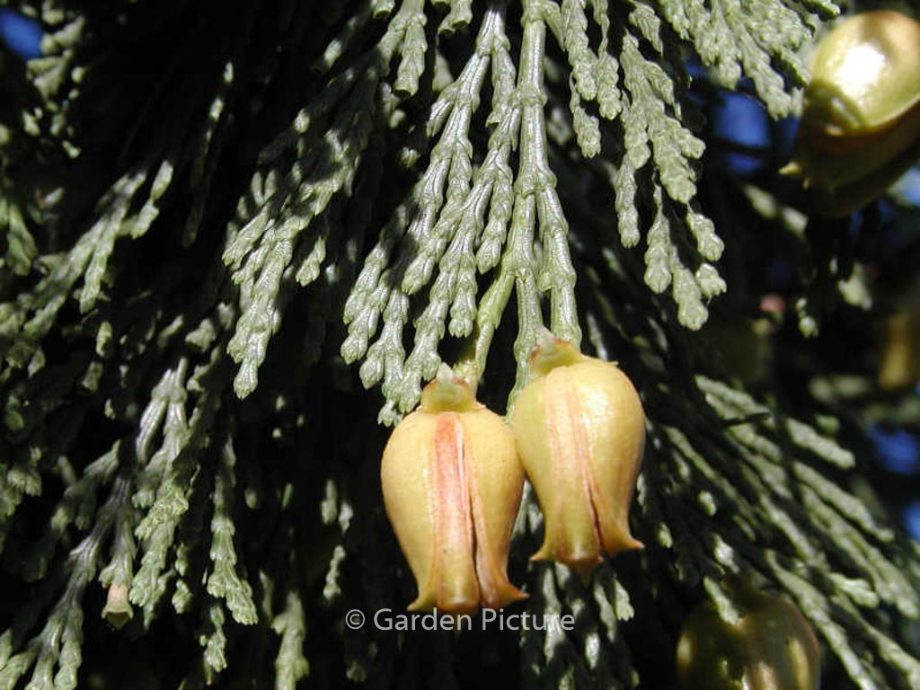 Calocedrus decurrens