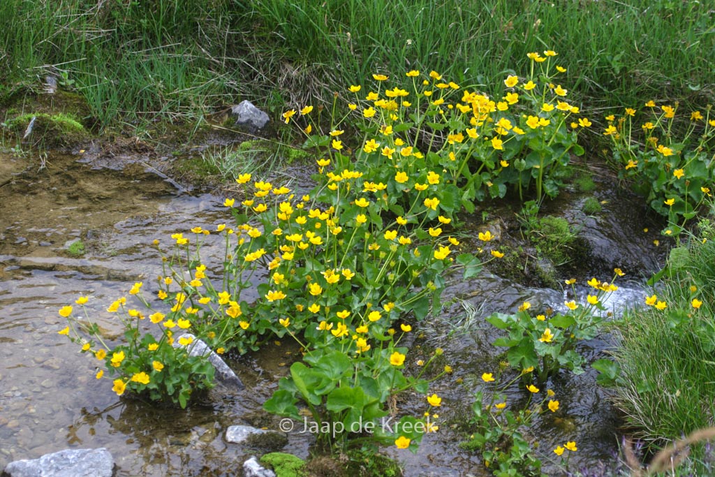 Caltha palustris