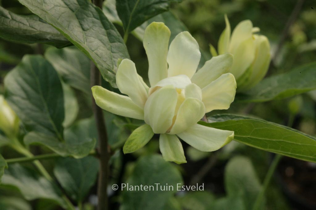 Calycanthus ‘Venus’