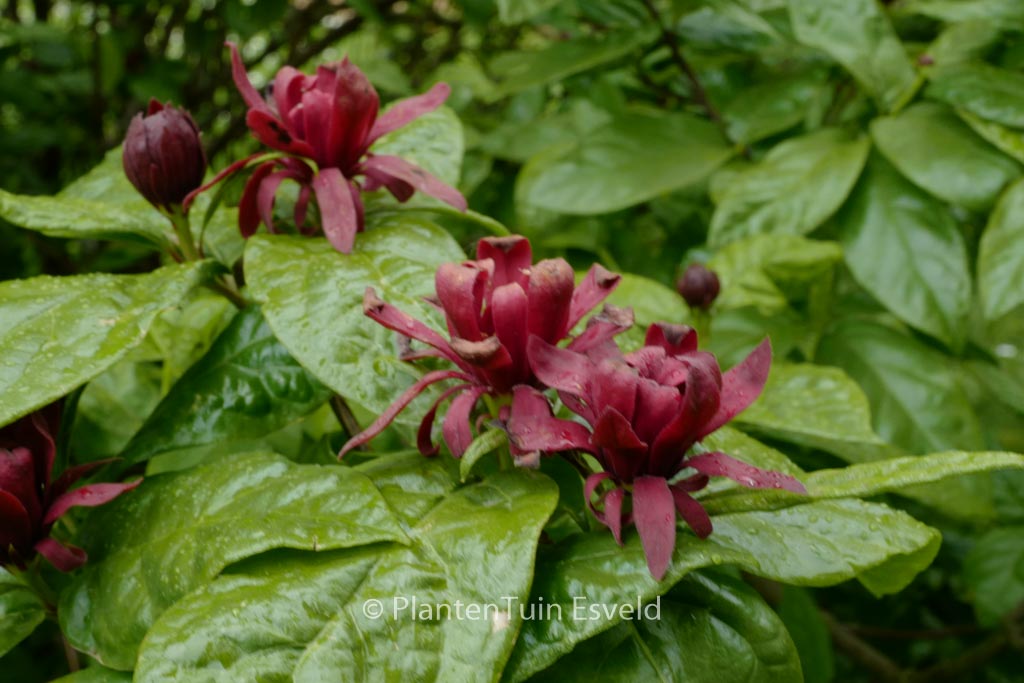 Calycanthus occidentalis
