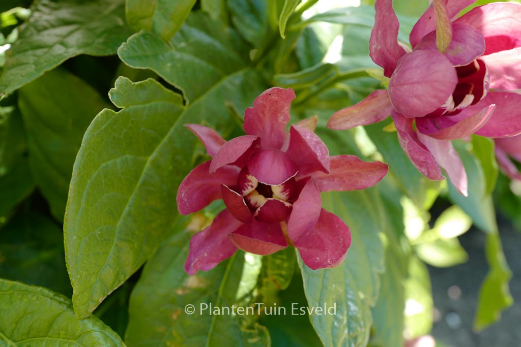 Calycanthus raulstonii ‘Aphrodite’