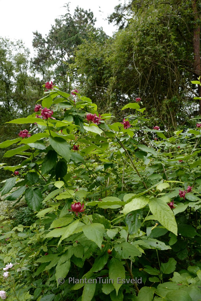 Calycanthus raulstonii ‘Hartlage Wine’