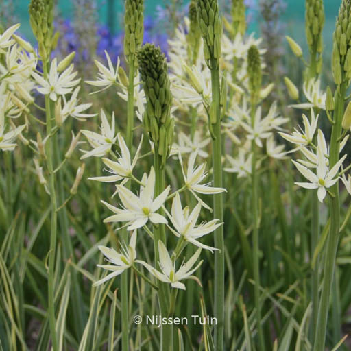 Camassia leichtlinii ‘Sacajawea’