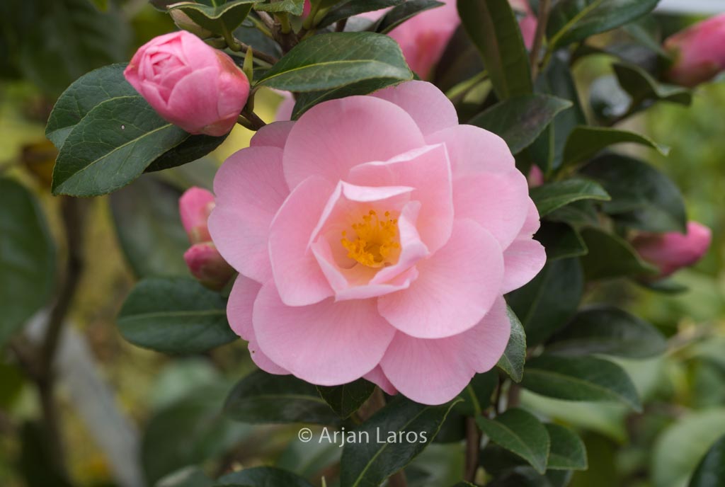 Camellia ‘Barbara Clark’