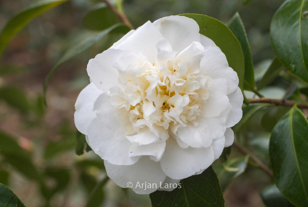 Camellia ‘Cream Puff’