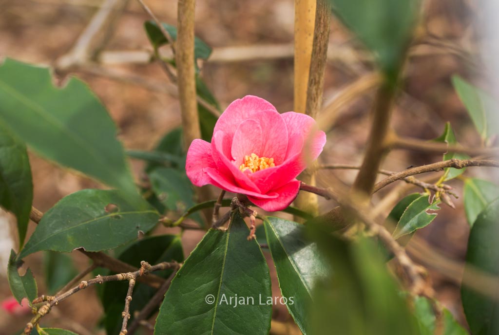 Camellia ‘Crimson Candles’