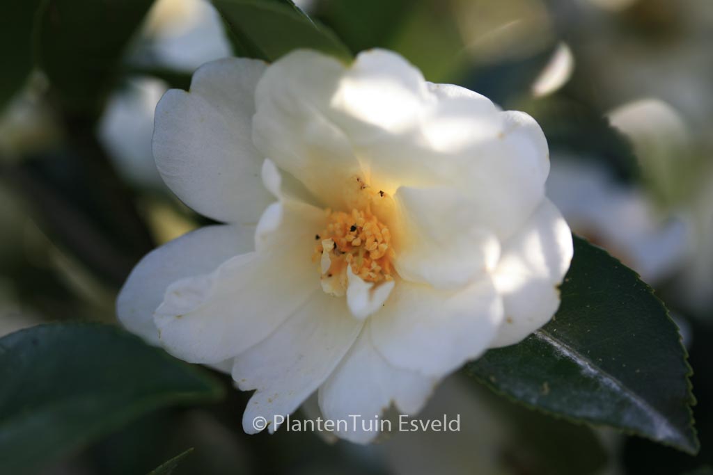 Camellia ‘Elaine Lee’
