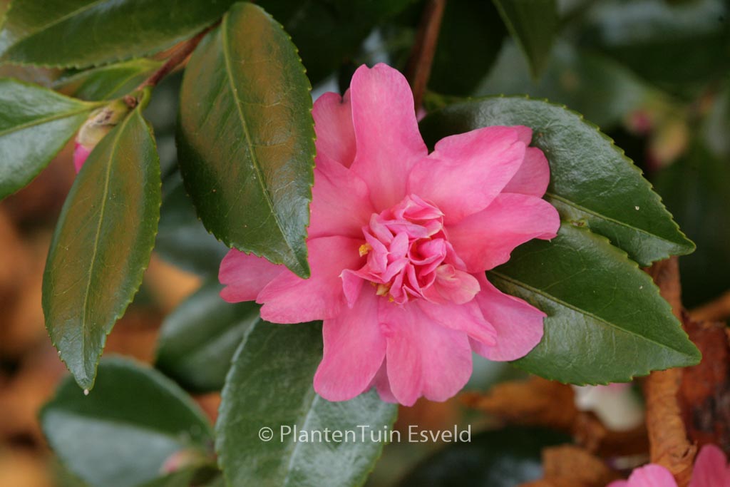 Camellia ‘Frost Prince’