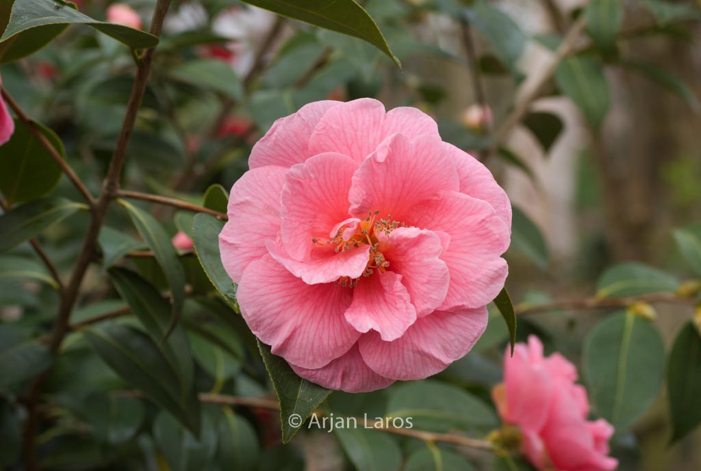 Camellia ‘Ice Follies’