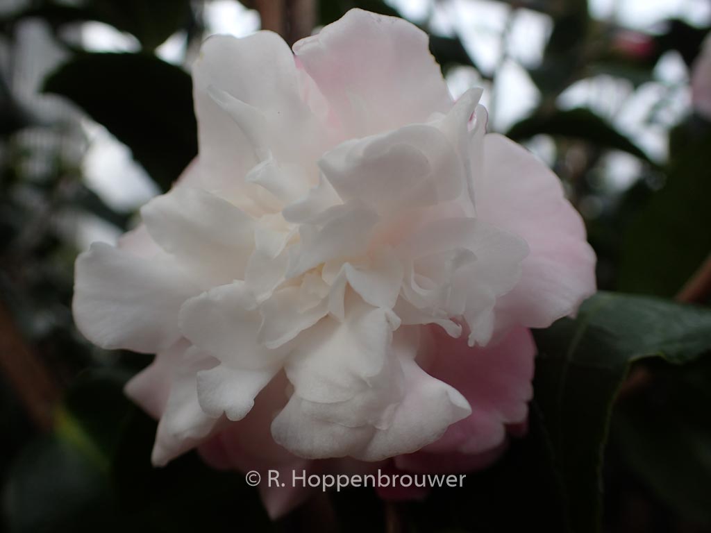 Camellia ‘Izumoko’
