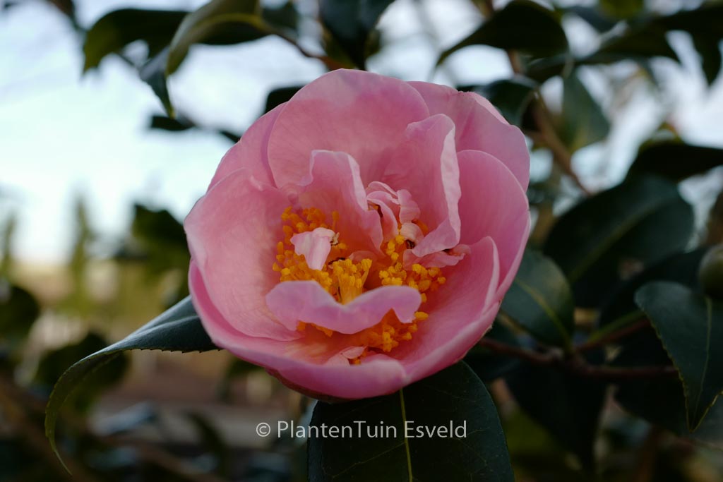 Camellia ‘Pink Icicle’